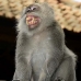 monkey_macaque_balinese_mf_ubud_v_0531_bal0534.jpg